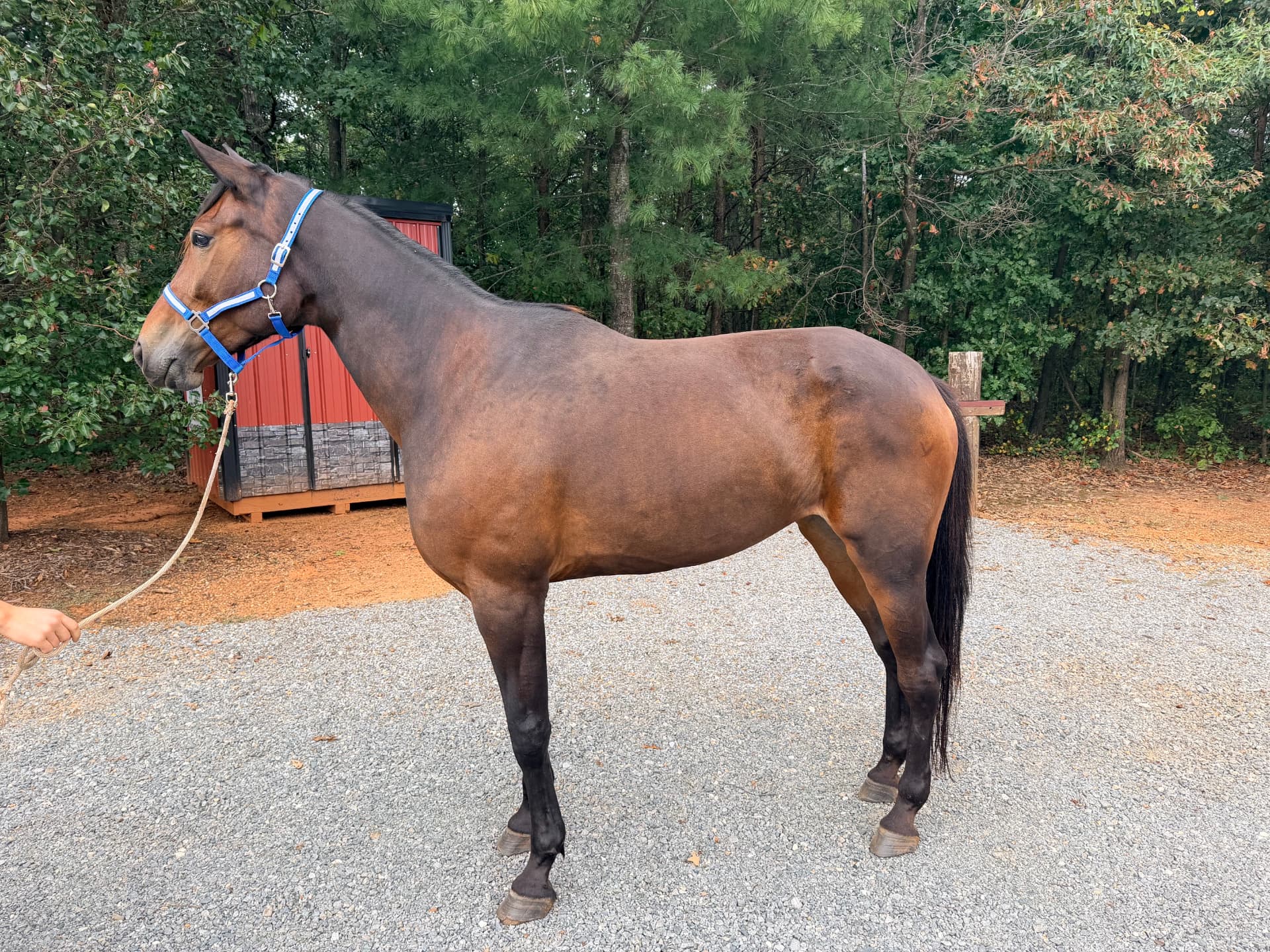 Brown bay horse with a dipped back and low topline before supplementing, and the same horse later with a filled out, muscled barrel and topline