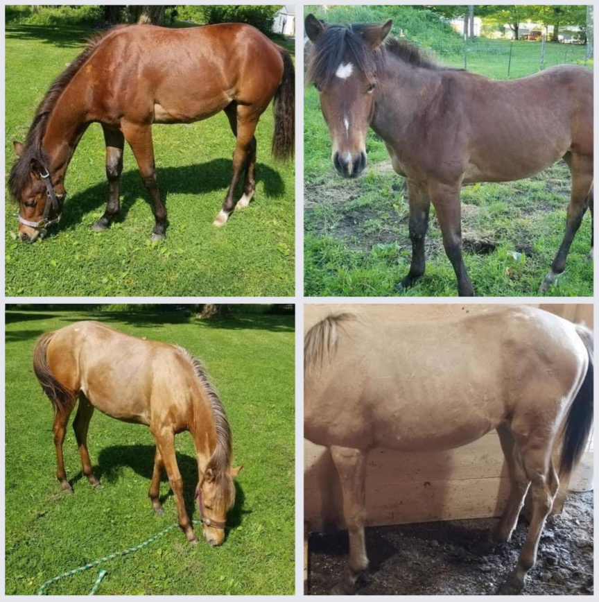Four photo collage of a bay horse and a buckskin horse on pasture showing dappled coats and filled out toplines after supplementing
