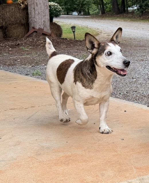 Jack Russell farm dog named Sparky standing alert on a driveway in great condition at 13 years old